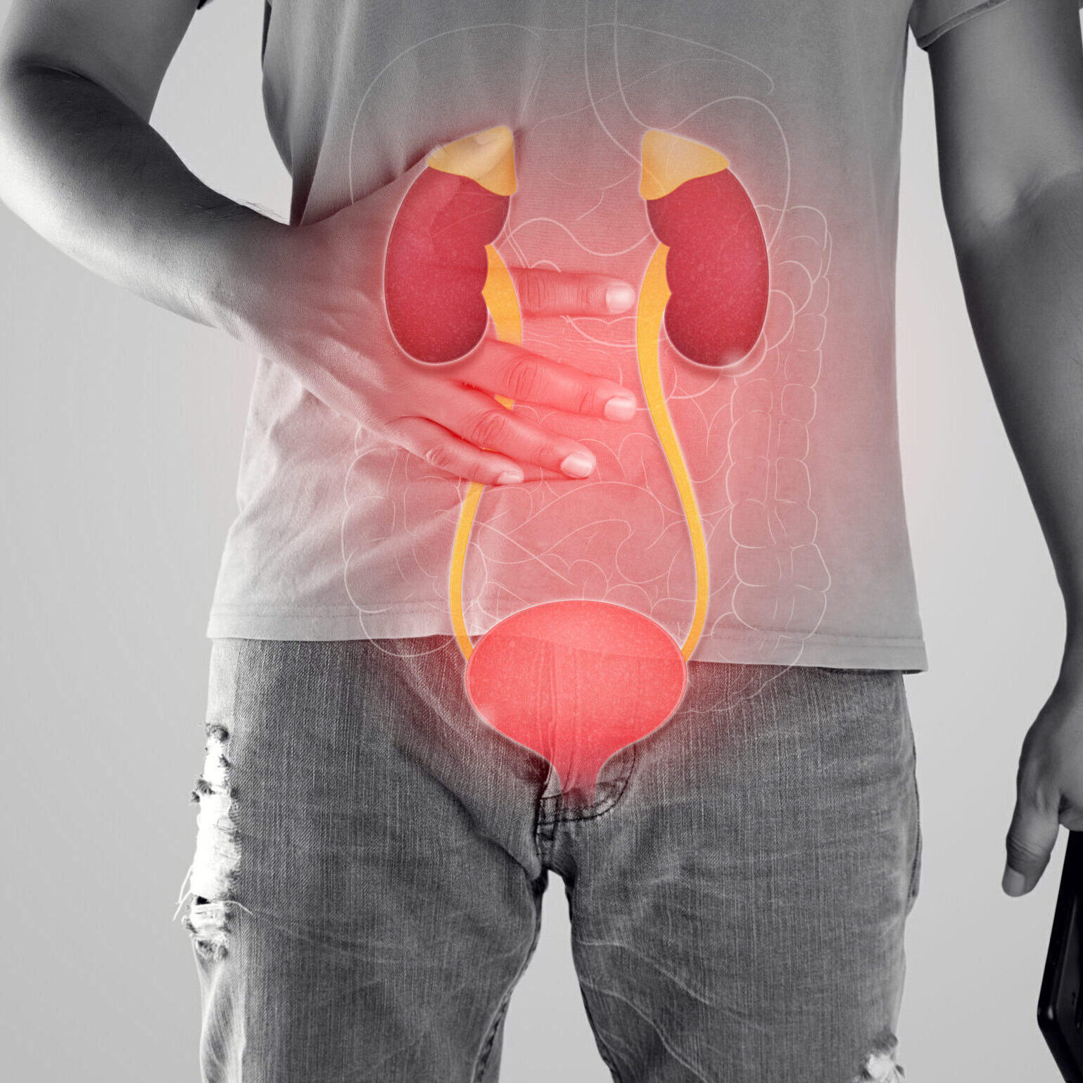 Kidney and urethra illustration on the men body against a gray background.