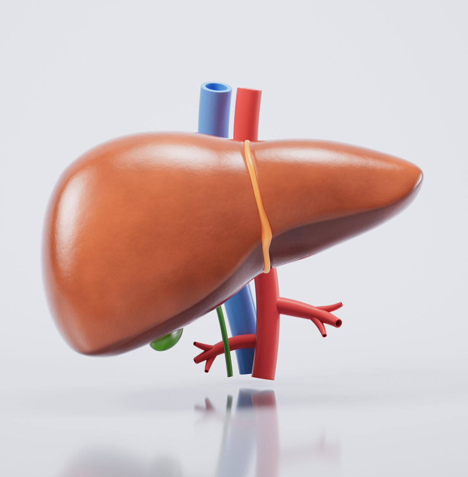 Liver organ with health care concept, 3d rendering. 3D illustration.